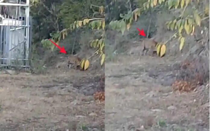 Villagers frightened after attack on 5 women simultaneously in Srinagar