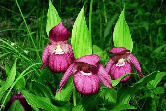 Ladies Slipper Orchid found in Auli