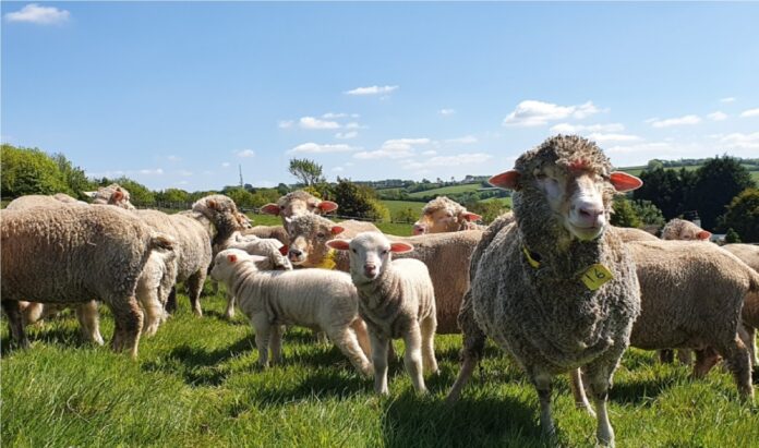 Merino Sheep Farming in Uttarakhand